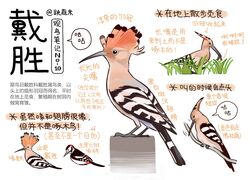 animal animal_focus bird black_eyes chinese_commentary chinese_text closed_mouth commentary eating from_side garlica grass highres hoopoe multiple_views no_humans original simple_background translation_request white_background