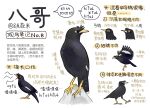 animal animal_focus bird chinese_commentary chinese_text closed_mouth commentary_request flying from_side full_body garlica highres multiple_views music no_humans open_mouth original rock simple_background singing white_background yellow_eyes