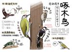 animal animal_focus bird black_eyes chinese_commentary chinese_text closed_mouth commentary_request flying from_side full_body garlica highres multiple_views no_humans original pecking simple_background sound_effects translation_request tree white_background
