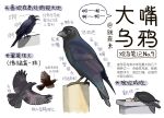 animal animal_focus bird black_eyes chinese_commentary chinese_text closed_mouth commentary flying from_side full_body garlica highres multiple_views no_humans open_mouth original simple_background translation_request white_background