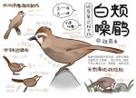 animal animal_focus bird chinese_commentary chinese_text closed_mouth commentary from_side full_body garlica grass highres jumping multiple_views no_humans open_mouth original rock safe simple_background speech_bubble thrush translation_request white_background