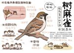  animal animal_focus bird black_eyes brick_wall chick chinese_commentary chinese_text closed_mouth commentary_request flock flying from_side full_body garlica highres information_sheet multiple_views no_humans open_mouth original simple_background sparrow speech_bubble translation_request white_background 