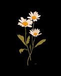  black_background commentary commission daisy english_commentary flower highres leaf libbyframe no_humans original plant signature simple_background still_life white_flower 