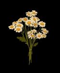  black_background bouquet commentary daisy english_commentary flower highres leaf libbyframe no_humans original plant signature simple_background still_life white_flower 