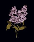  black_background commentary english_commentary flower flower_focus highres leaf libbyframe lilac no_humans original plant purple_flower signature simple_background still_life twig 