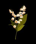  black_background commentary commission english_commentary flower highres leaf libbyframe lily_of_the_valley no_humans original plant signature simple_background still_life white_flower 