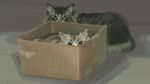  animal animal_ear_fluff animal_focus box cardboard_box cat grey_cat grey_fur highres in_box in_container katakai looking_at_viewer no_humans original 