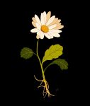  black_background commentary daisy english_commentary flower flower_focus highres leaf libbyframe no_humans original plant roots simple_background still_life white_flower 