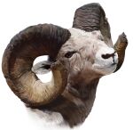  animal animal_focus bighorn_sheep brown_eyes closed_mouth commentary_request cropped_torso curled_horns dokomon highres horns korean_commentary looking_at_viewer no_humans original sheep simple_background white_background 