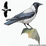  animal bird crow english_text no_humans original simple_background white_background 