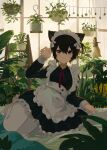  1girl absurdres animal_ear_fluff animal_ears apron black_dress black_hair blush breasts buttons closed_mouth collared_dress commentary dress english_commentary frilled_apron frilled_dress frills full_body garden grey_eyes hair_between_eyes hand_up hanging_plant highres kgt_(pixiv12957613) leaning_to_the_side long_sleeves looking_at_viewer maid maid_headdress neck_ribbon no_shoes one_side_up original pantyhose plant potted_plant red_ribbon ribbon short_hair simple_background sitting small_breasts smile solo waist_apron white_apron white_pantyhose 
