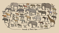  aepyceros_datoadeni afrocyon anancus ancylotherium animal_focus antelope antidorcas_bondi antlers archaeopotamus australopithecus baboon boar budorcas_churcheri ceratotherium_mauritanicum cercopithecoides civet civettictis_braini clip_studio_paint_(medium) commentary_request damalborea deinotherium diceros_praecox dinofelis dinopithecus elephant english_text enhydriodon eurygnathohippus_woldegabrieli fox from_side galerix gazella_harmonae gazelle giraffa_jumae giraffe gorgopithecus greek_text highres hippopotamus hippopotamus_gorgops hippotragus_gigas honey_badger horns horse hyena hyrax_(animal) ictitherium impala kenyanthropus kogane_(ffex2453) kolpochoerus laetolia latin_text lutra_hearsti lycaon_sekowei makapania mammoth mammuthus_africanavus megalotragus megantereon mellivora_benfieldi monkey no_humans notochoerus nyctereutes_abdeslami original otter paleoart panther panthera_shawi paracolobus parmularius potamochoeroides prehistoric_animal procavia_antiqua procavia_transvaalensis proteles_amplidentus pygmy_hippopotamus raphicerus_paralius rhinoceros rhinocolobus sabretooth_tiger saotherium scientific_name selenetherium sivatherium takin tanuki tusks ugandax viverra_leakeyi vulpes_mathisoni wildebeest 