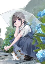  1girl baby_animal black_hair blue_eyes bow bush cat flower highres hydrangea kitten looking_at_viewer original plank rain school_uniform shirt shoes short_hair short_sleeves soil soragane_(banisinngurei) squatting umbrella yellow_eyes 