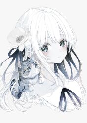  1girl animal_on_shoulder black_ribbon blue_eyes blush cat closed_mouth commentary cropped_shoulders eyelashes eyes_visible_through_hair flower frilled_shirt_collar frills grey_background grey_cat hair_ribbon highres long_hair neck_ribbon original oseto_(oxxsexxto) pale_skin ribbon shirt simple_background solo untranslatable_commentary white_flower white_hair white_shirt 