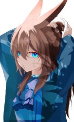  1girl absurdres ah_jianjun amiya_(arknights) animal_ears arknights arms_up ascot blue_collar blue_eyes blue_jacket brown_hair collar commentary hair_between_eyes hair_tie hair_tie_in_mouth highres jacket long_hair long_sleeves looking_at_viewer mouth_hold open_clothes open_jacket purple_ascot simple_background solo tying_hair white_background 