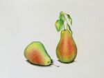  colored_pencil_(medium) food food_focus fruit leaf manmosu-0607 no_humans original pear realistic shadow simple_background still_life traditional_media white_background 