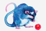  1other animal_focus blue_fur cherry covering_face food fruit full_body hand_on_own_face heart mouse mouse_tail no_humans original painting_(medium) simple_background tail tanya_shatseva traditional_media washing watercolor_(medium) whiskers 