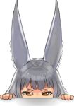  1girl animal_ear_fluff animal_ears brown_eyes character_request check_character commentary_request grey_hair hands_up highres looking_at_viewer nia_(xenoblade) peeking_out r123 simple_background solo v-shaped_eyebrows white_background xenoblade_chronicles_(series) xenoblade_chronicles_2 