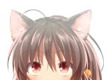  1girl ahoge animal_ear_fluff animal_ears ardbf bell blush brown_hair cat_ears cat_girl close-up commentary eyes_visible_through_hair hair_bell hair_between_eyes hair_ornament little_busters! long_hair natsume_rin red_eyes simple_background slit_pupils solo upturned_eyes white_background 