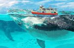  animal animal_focus bird blue_sky boat clouds day fish no_humans ocean original outdoors sky toy(e) water watercraft whale 