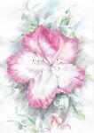  absurdres colored_pencil_(medium) flower highres no_humans original ourudo_ourudo painting_(medium) traditional_media watercolor_(medium) 