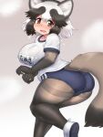  1girl animal_ear_fluff animal_ears ass black_gloves black_hair blue_buruma blush breasts brown_eyes buruma commentary curvy elbow_gloves gloves grey_background gym_uniform highres kemono_friends kemono_friends_3 large_breasts looking_at_viewer mo23 multicolored_hair open_mouth pantyhose raccoon_ears raccoon_girl raccoon_tail shirt short_hair solo sweat tail tanuki_(kemono_friends) thick_thighs thighs two-tone_background two-tone_hair white_background white_footwear white_hair white_shirt 