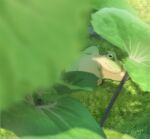  amphibian_eyes animal animal_focus blurry blurry_foreground day frog grass hachiya_shohei lying no_humans on_grass on_side original outdoors plant 