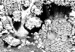  absurdres cirno forest highres monochrome nature touhou water waterfall 