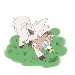  animal_focus animal_hands blue_eyes brown_fur claws dog flower full_body highres looking_at_object lycanroc lycanroc_(midday) no_humans nose_poke000 on_grass pokemon pokemon_(creature) simple_background solo standing white_background white_fur yellow_flower 