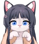  anger_vein animal animal_ear_fluff animal_ears animalization black_hair blue_eyes cat cat_ears highres holding holding_animal holding_cat idolmaster idolmaster_million_live! jinoyou light_blush long_hair looking_at_viewer mogami_shizuka pov serious sidelocks upper_body whiskers white_background white_cat 