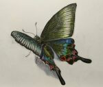  animal antennae bug butterfly highres nakanaori31 no_humans original painting_(medium) realistic still_life traditional_media watercolor_(medium) white_background wings 
