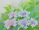  flower highres hydrangea leaf miyuchan777 no_humans original painting_(medium) pink_flower plant realistic still_life traditional_media watercolor_(medium) 