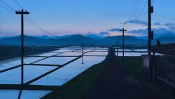  absurdres animal cat clouds commentary dusk english_commentary highres mmair mountainous_horizon no_humans original power_lines reflection reflective_water rice_paddy road scenery sky utility_pole vending_machine violet_eyes water 