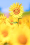  9akozc6wjaxnye2 blue_sky blurry blurry_background day field flower flower_field highres no_humans original realistic sky still_life sunlight yellow_flower 