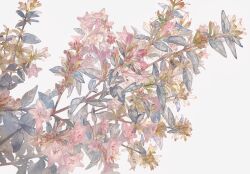  flower flower_focus highres no_humans original pink_flower plant plant_focus simple_background sunoji08 white_background 