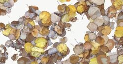  autumn_leaves leaf no_humans original plant plant_focus simple_background sunoji08 white_background 