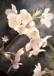  flower flower_focus grass hashtag-only_commentary highres kazuyuki_hashimoto nature no_humans original outdoors plant plant_focus 