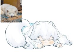  1girl animal_ears arctic_fox arctic_fox_(kemono_friends) blush capelet coat commentary_request creature_and_personification extra_ears fox_ears fox_girl fox_tail full_body fur_trim highres kemono_friends kemono_friends_3 long_hair long_sleeves lying nenkou-san personification photo_inset reference_inset simple_background skirt smile solo tail white_background white_capelet white_fur white_hair winter_clothes winter_coat 