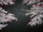  black_background branch cherry_blossoms dark falling_petals mitzoka2001 no_humans original painting_(medium) petals sakura_(nagatoro) simple_background traditional_media tree 