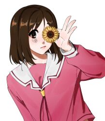  1girl azumanga_daioh brown_eyes brown_hair closed_mouth flower flower_over_eye highres holding holding_flower kasuga_ayumu kyuunn looking_at_viewer pink_shirt sailor_collar school_uniform shirt short_hair simple_background solo sunflower upper_body white_background 