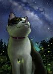  cat cat_focus fireflies from_below fur matata-cat matataku night night_sky no_humans realistic sitting sky solo star star_(sky) starry_sky 