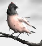  bird breasts commentary crow hat no_humans nude shameimaru_aya shameimaru_aya_(crow) tokin_hat torn_clothes touhou tree 