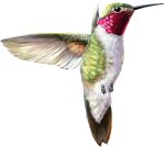  animal_focus bird closed_mouth commentary english_commentary flying from_side full_body highres hummingbird no_humans original tinylongwing transparent_background 