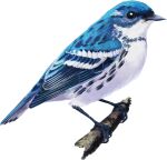  animal animal_focus beak bird blue_feathers cerulean_warbler commentary english_commentary feathers from_side full_body highres no_humans original tinylongwing transparent_background white_feathers 