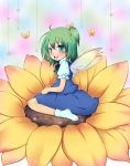  bad_id blush bow butterfly daiyousei fairy flower green_eyes green_hair hair_bow highres momo_michi short_hair side_ponytail sitting socks solo sunflower touhou wariza wings 