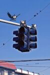  animal_focus bird blue_eyes blue_sky clear_sky closed_eyes commentary day from_below highres no_humans outdoors photo_background pokemon pokemon_(creature) power_lines sitting sky starly symbol-only_commentary traffic_light wulie_errr 