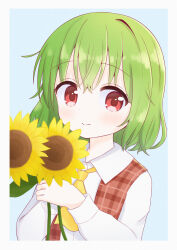  1girl border collared_shirt commentary_request flower green_hair highres kazami_yuuka looking_at_viewer medium_hair red_eyes shirt solo sunflower toriki_fukuro touhou white_border white_shirt 