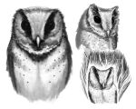  animal_focus barn_owl beak bird greyscale kahadu_(kawazu) looking_at_viewer monochrome multiple_views no_humans original owl simple_background sketch 