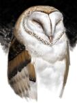  animal_focus beak bird closed_eyes feathered_wings kahadu_(kawazu) no_humans original owl solo two-tone_background white_fur wings 