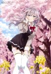  1girl absurdres ahoge alisa_mikhailovna_kujou black_dress blue_eyes blurry blush brown_jacket cherry_blossoms cherry_tree clothes_lift crossed_bangs depth_of_field dress floating_hair flower grey_hair hair_between_eyes hand_on_own_cheek hand_on_own_face hand_on_own_knee highres jacket leaning long_hair looking_at_viewer magazine_scan megami_magazine official_art open_mouth scan school_uniform shirt skirt skirt_lift smile solo standing thigh-highs tokidoki_bosotto_roshia-go_de_dereru_tonari_no_arya-san tree white_shirt white_thighhighs yellow_flower 